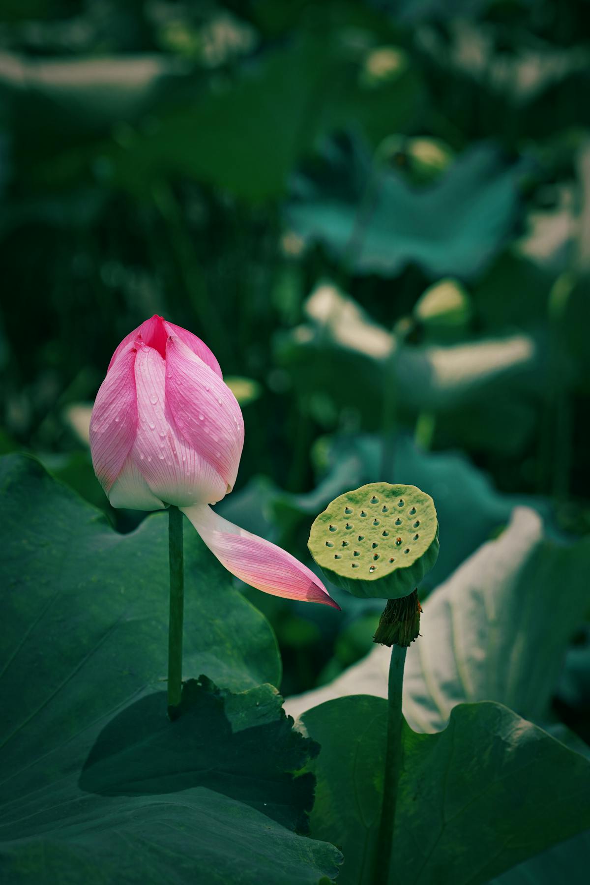 Flor de lótus rosa desabrochando entre folhas verdes, símbolo de tranquilidade